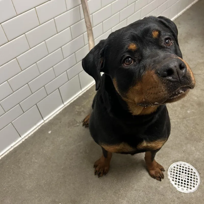 A young large-sized female Black Rottweiler dog named Foxie for adoption in Pittsburgh, PA