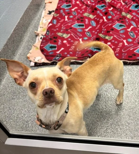 A young small-sized female Dachshund dog named Dixie for adoption in Toledo, OH