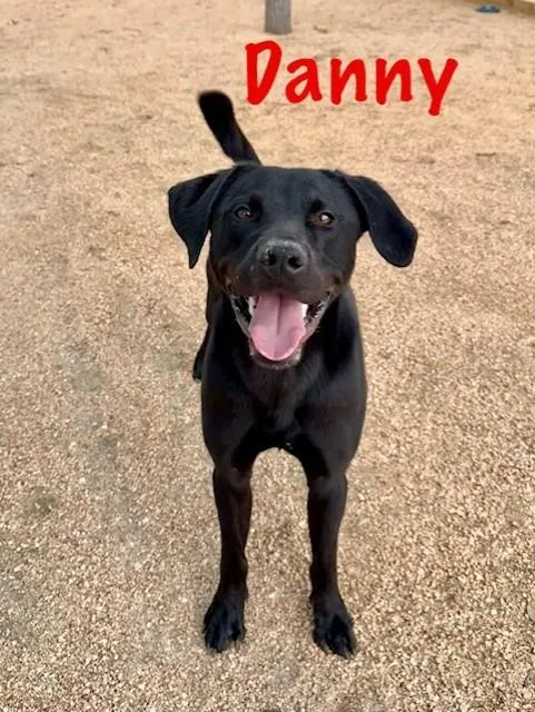 A young large-sized male Black Labrador Retriever dog named Danny for adoption in Comfort, TX