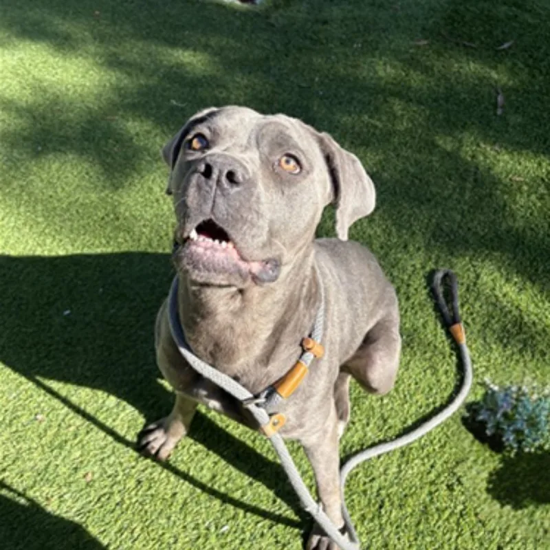 Scarlett thumbnail 3