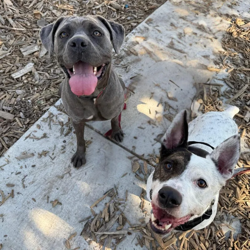 Scarlett thumbnail 4