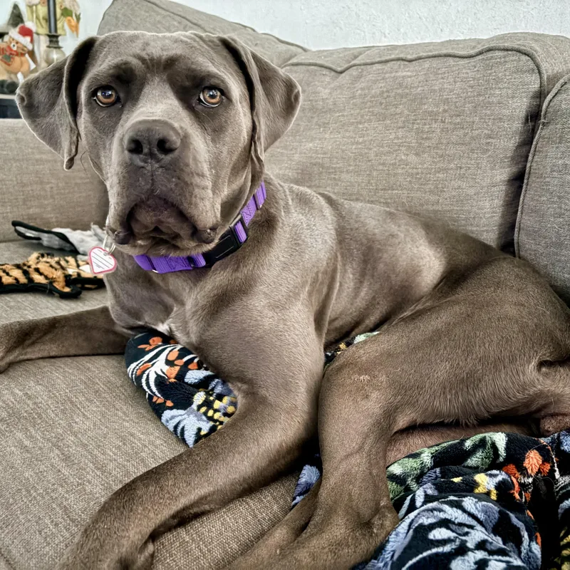 Scarlett thumbnail 5