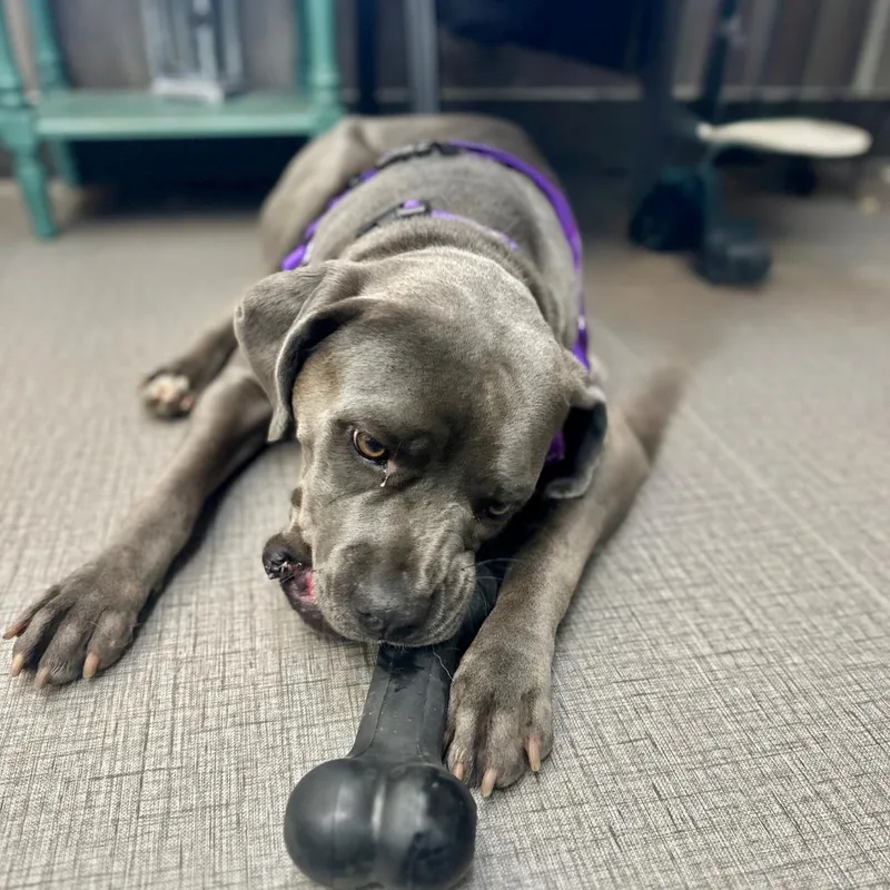 Scarlett thumbnail 6