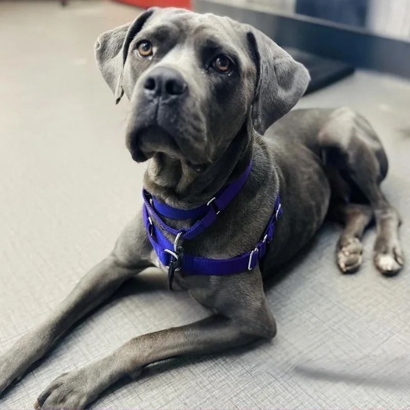 An adult large-sized female Cane Corso dog named Scarlett for adoption in Morgan Hill, CA
