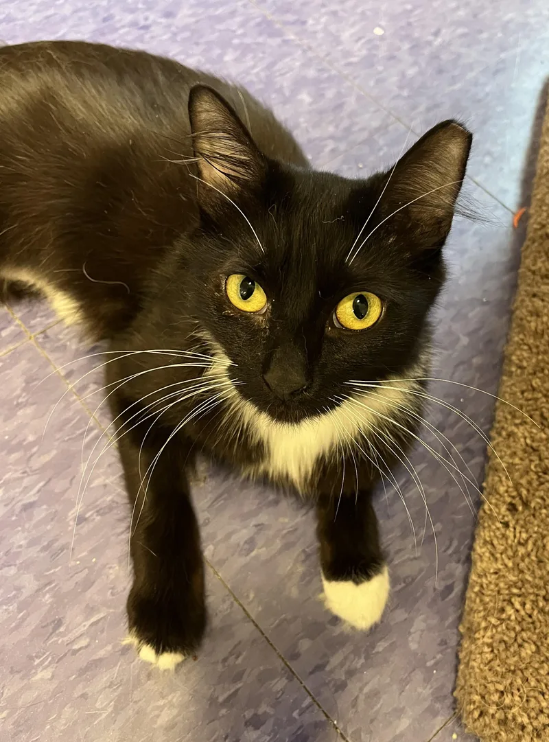 A young small-sized female Black & White / Tuxedo Domestic Long Hair cat named Knox for adoption in Harrison, NY