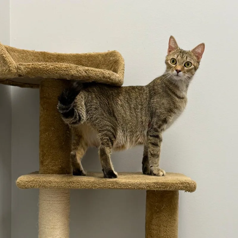 A young small-sized female Brown / Chocolate Domestic Short Hair cat named Confetti for adoption in Oakton, VA