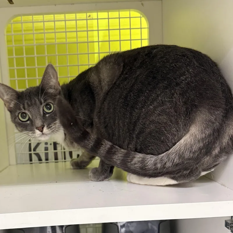 A young medium-sized female Tabby (Gray / Blue / Silver) Tabby cat named Gianna for adoption in Brentwood, CA