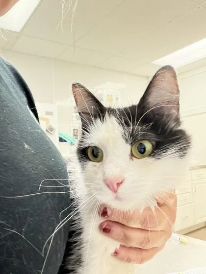 An adult small-sized female Domestic Medium Hair cat named Gurtie for adoption in South Bend, IN