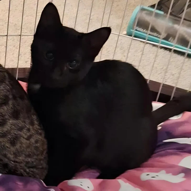 A baby small-sized male Black Domestic Short Hair cat named Choco Chip for adoption in Richmond, VA
