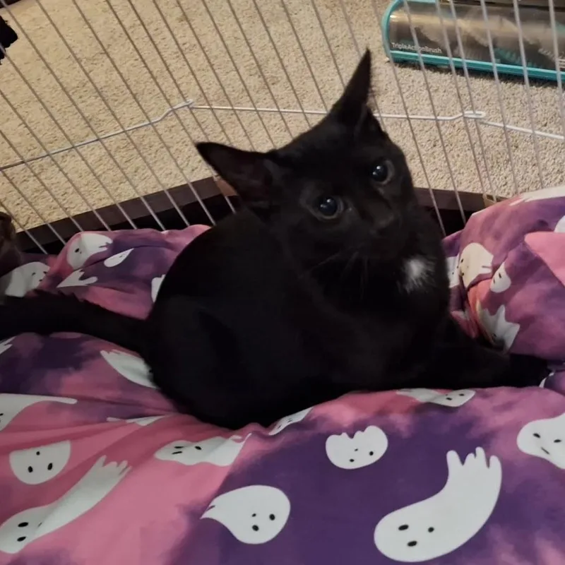 Choco Chip thumbnail 3
