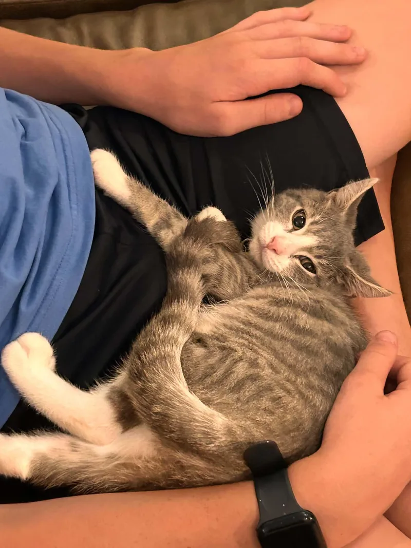 A baby medium-sized male Domestic Short Hair cat named Pancake  Waffles and for adoption in Succasunna, NJ