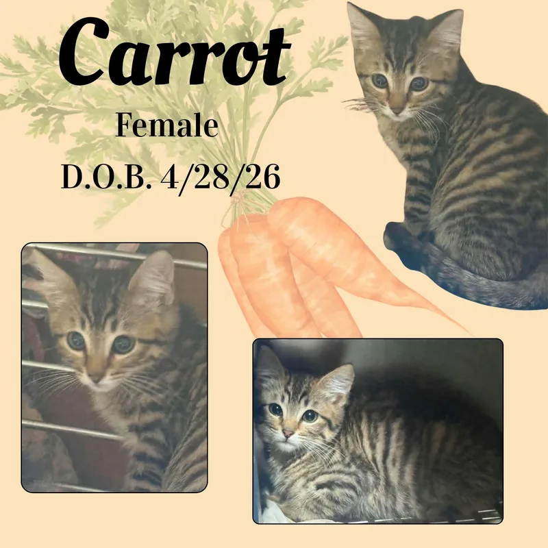 A baby medium-sized female Tabby (Buff / Tan / Fawn) Domestic Short Hair cat named Carrot for adoption in Caldwell, TX