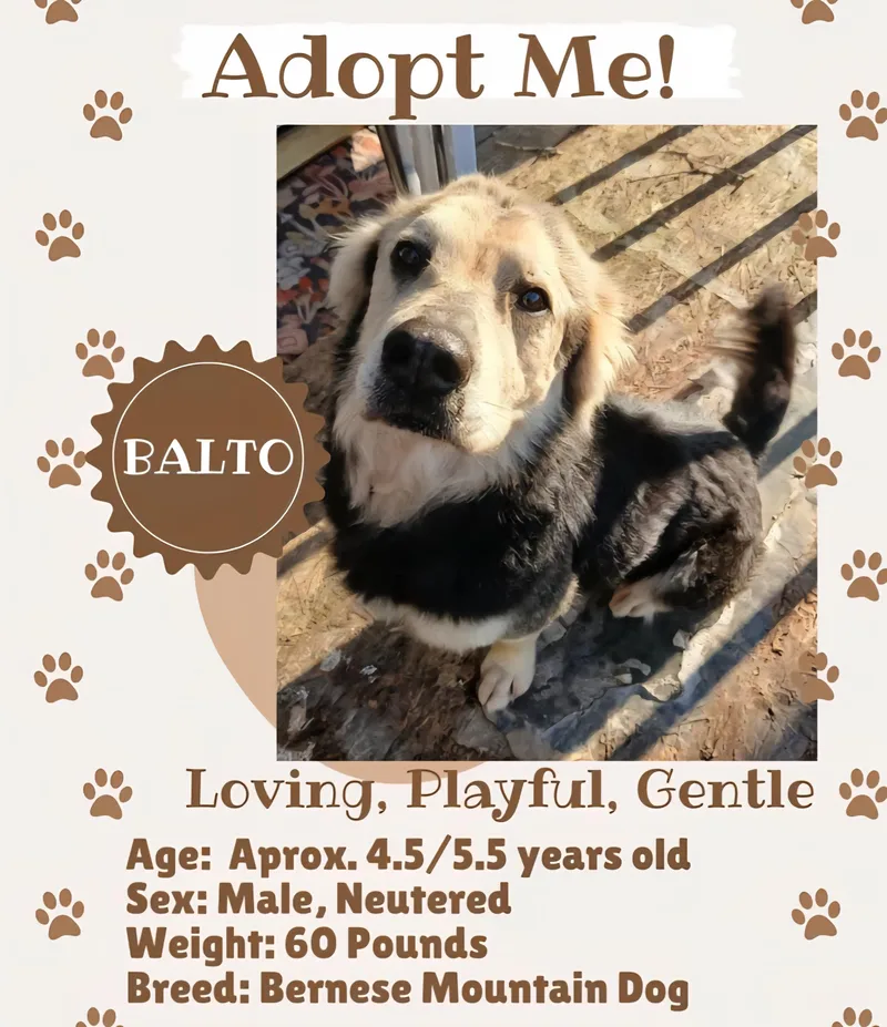 An adult medium-sized male Tricolor (Brown, Black, & White) Bernese Mountain Dog dog named Balto for adoption in Claremont, NC