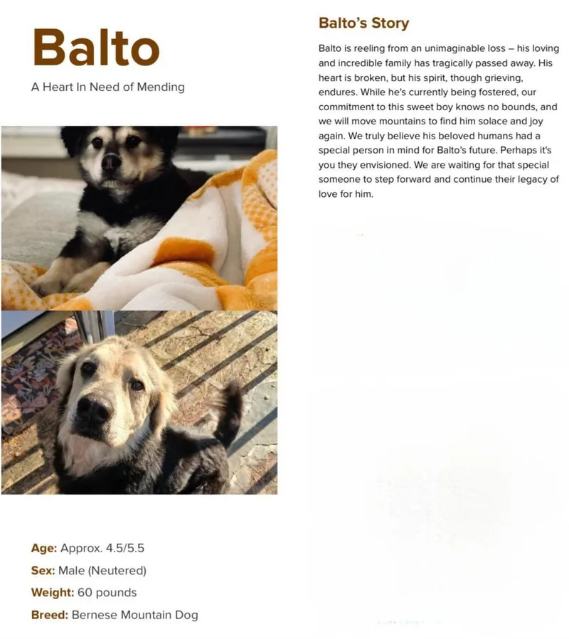 Balto thumbnail 2