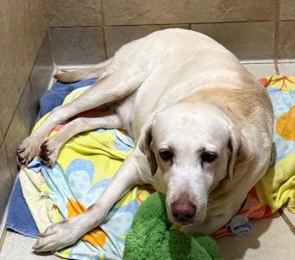 A senior large-sized female Golden Retriever dog named Kanani for adoption in Honolulu, HI