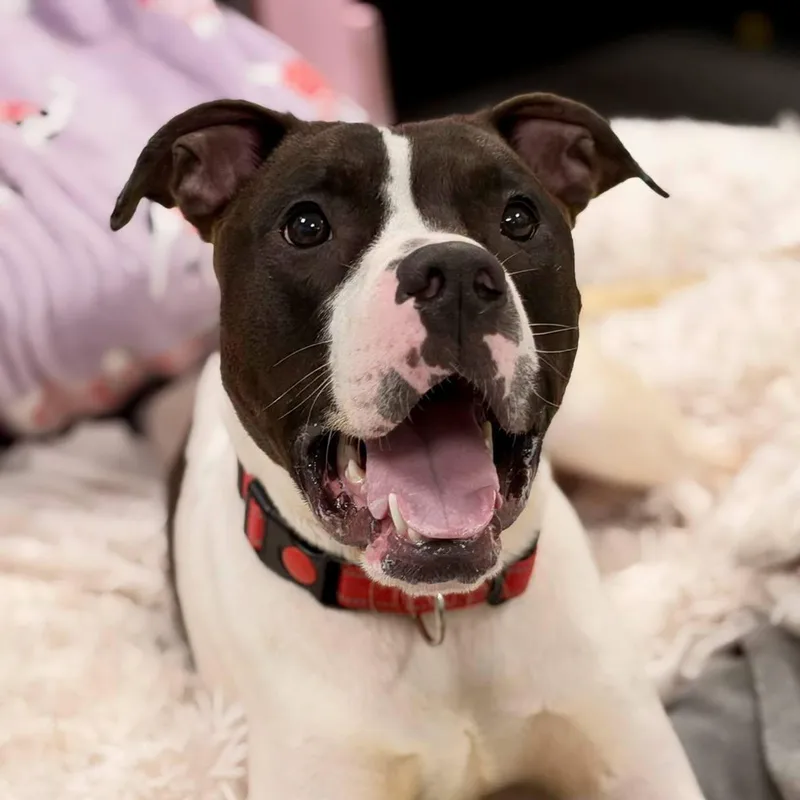 An adult medium-sized male White / Cream Mixed Breed dog named Nibbs for adoption in Effingham, IL
