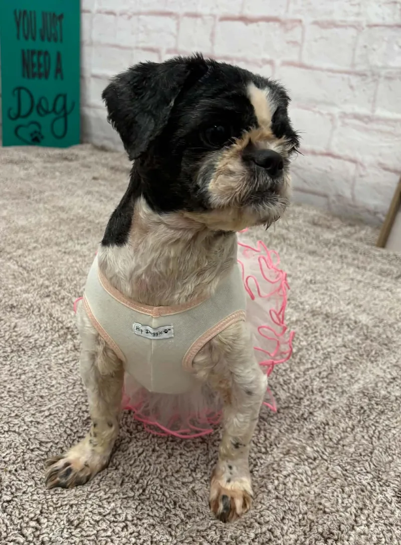 An adult small-sized female Shih Tzu dog named Bitsy for adoption in Oxford, MI