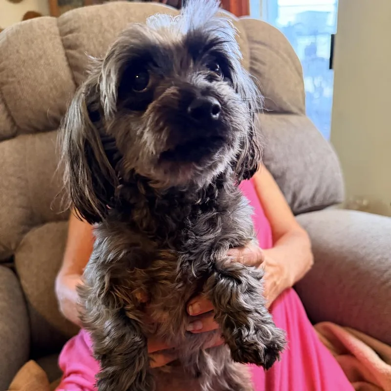An adult small-sized female Gray / Blue / Silver Maltese dog named Minnie Sue for adoption in New Orleans, LA