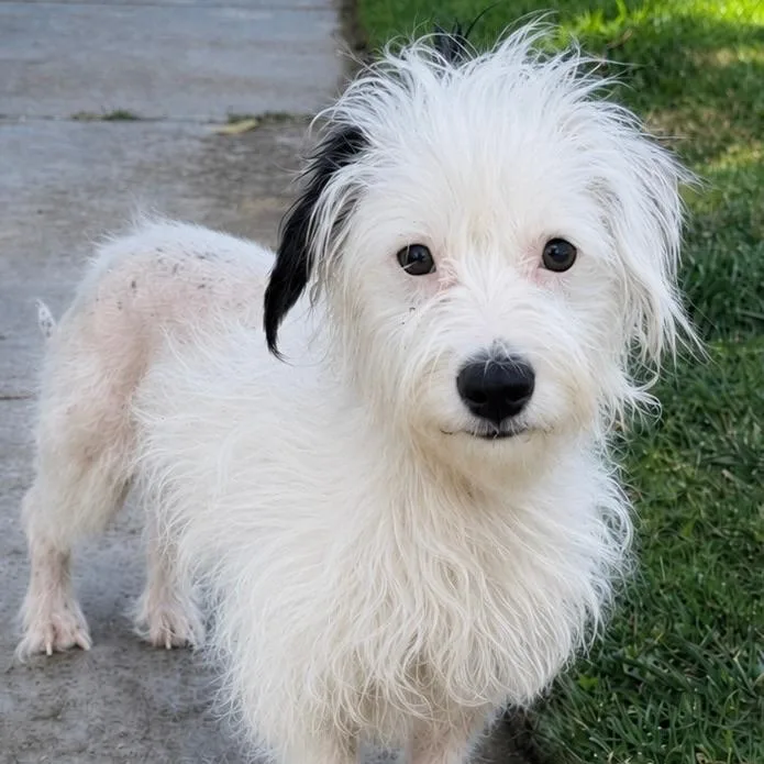 A young small-sized female Maltese dog named Mia for adoption in Newport Beach, CA