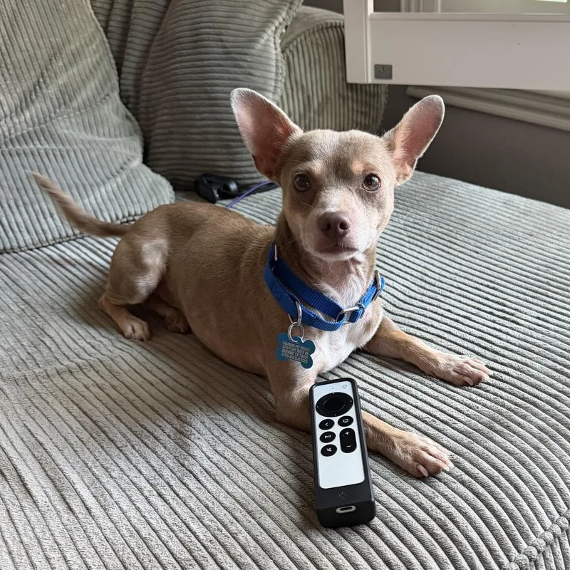 An adult small-sized male Brown / Chocolate Chihuahua dog named Mr. Toffee for adoption in Boerne, TX