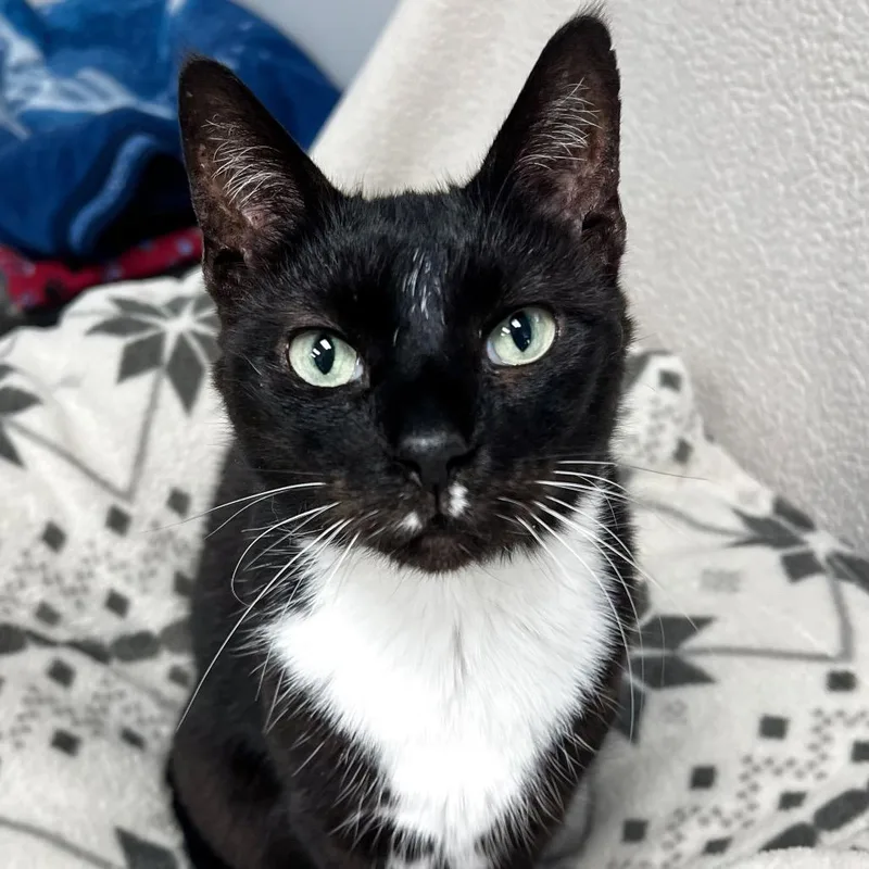 A senior small-sized female Black Domestic Short Hair cat named Lightning for adoption in Arlington Heights, IL