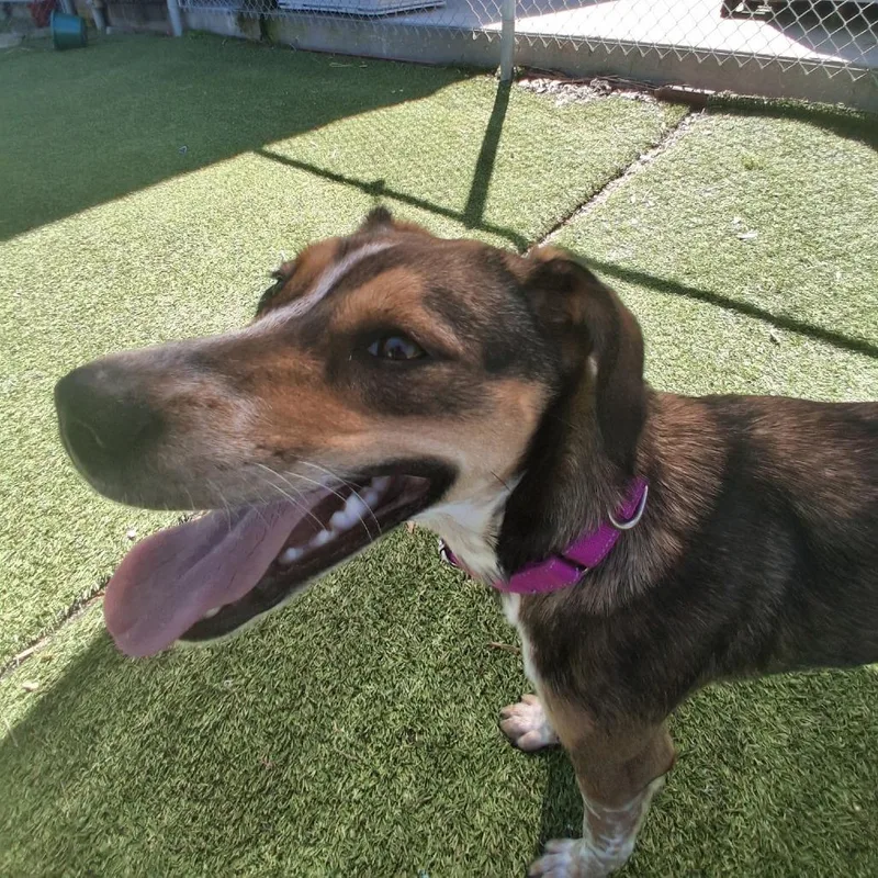 A young medium-sized female Yellow / Tan / Blond / Fawn Mixed Breed dog named Lilo for adoption in Galveston, TX