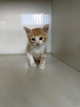 A baby small-sized male Domestic Medium Hair cat named Cheddar for adoption in Manteo, NC