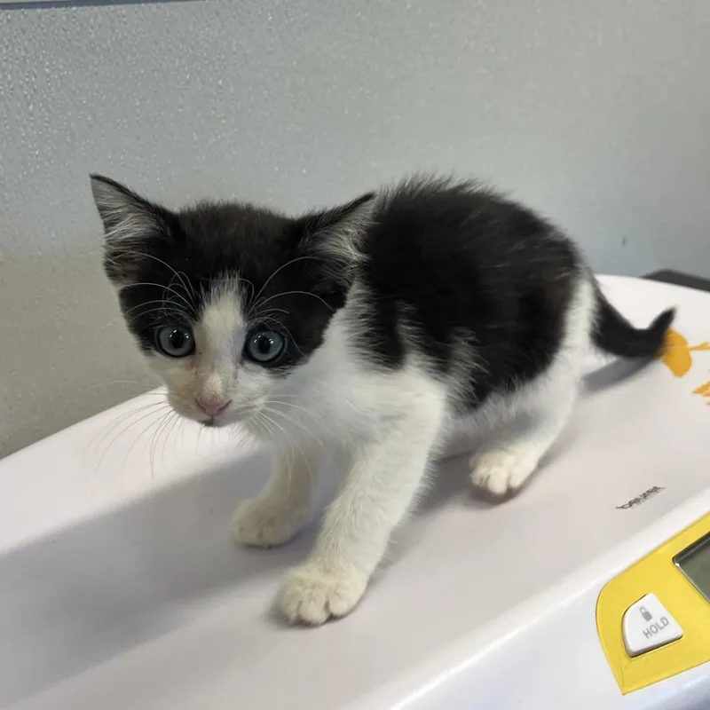 A baby small-sized female White Domestic Short Hair cat named Cecilia for adoption in Tampa, FL