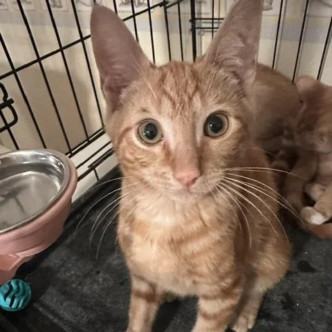 A baby medium-sized male Tabby (Orange / Red) Domestic Short Hair cat named Phoenix for adoption in Colonia, NJ