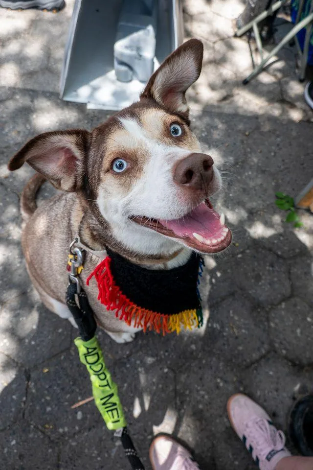 An adult medium-sized female Husky dog named Cannoli for adoption in New York, NY