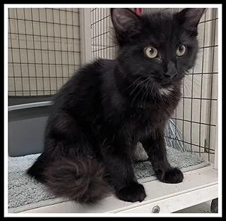 A baby small-sized female Domestic Long Hair cat named Zinnia for adoption in Peoria, IL