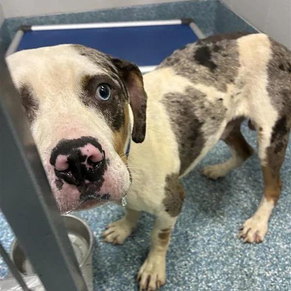 An adult medium-sized male Black Pit Bull Terrier dog named Jake for adoption in Greensboro, NC