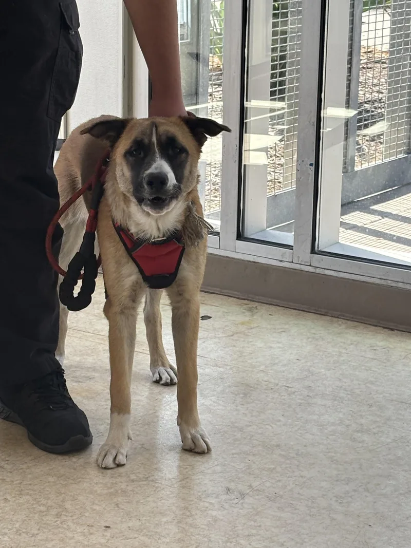 An adult large-sized female Basenji dog named Elly for adoption in San Pedro, CA