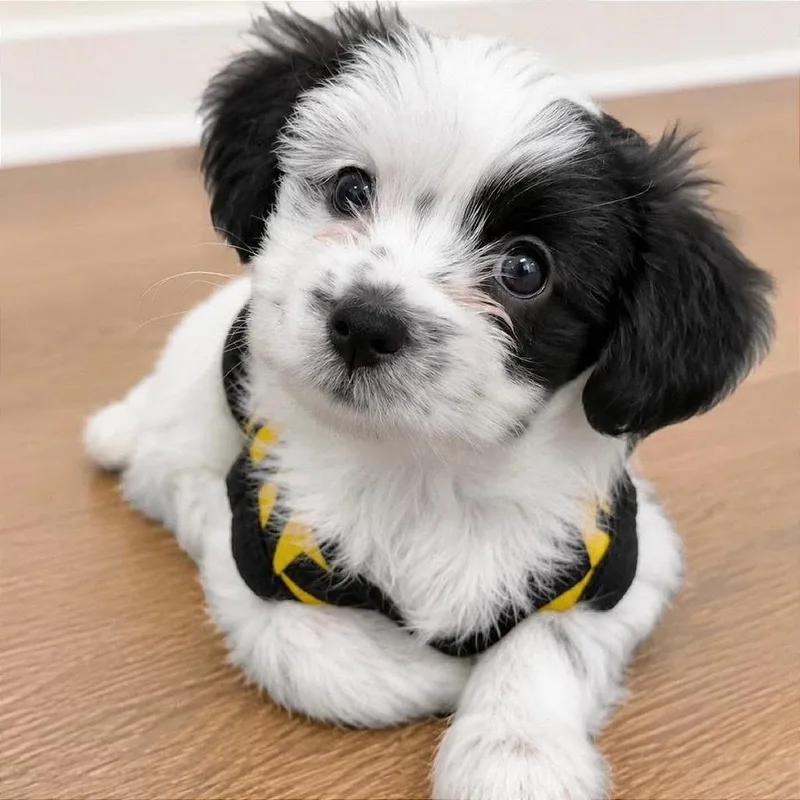 A baby small-sized female Shih Tzu dog named Monroe for adoption in Tampa, FL
