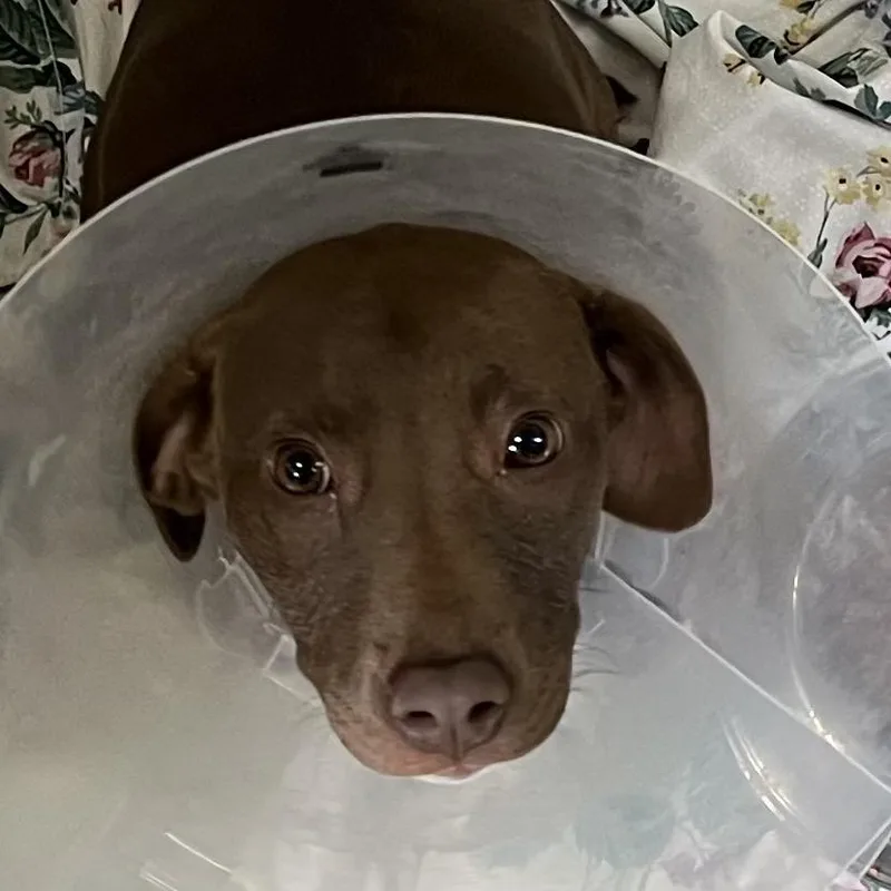 A baby small-sized female Brown / Chocolate Pit Bull Terrier dog named Geena for adoption in Baltimore, MD