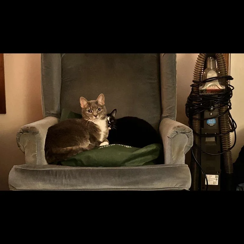 Tigermittens thumbnail 2