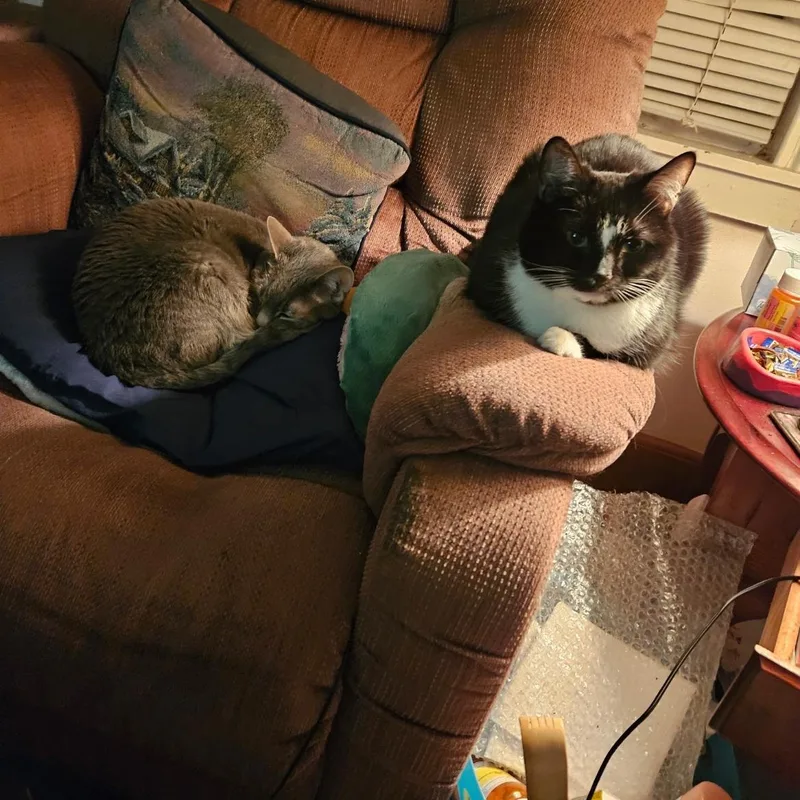 Tigermittens thumbnail 3