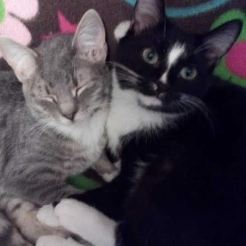 Tigermittens thumbnail 4