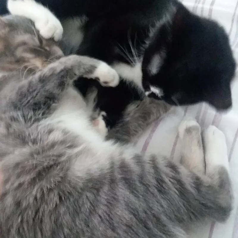Tigermittens thumbnail 5