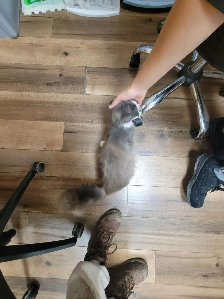 An adult small-sized female Gray & White Domestic Long Hair cat named Izzy for adoption in Lorain, OH