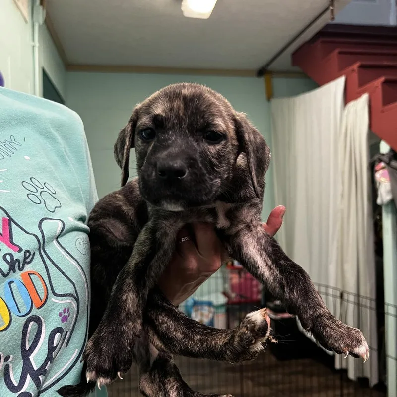 A baby small-sized male Brindle Pit Bull Terrier dog named Dill for adoption in Harrisville, WV