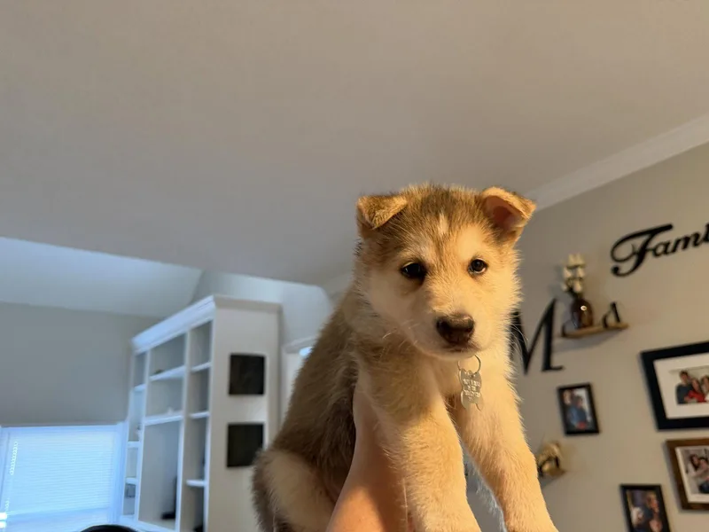 Koda