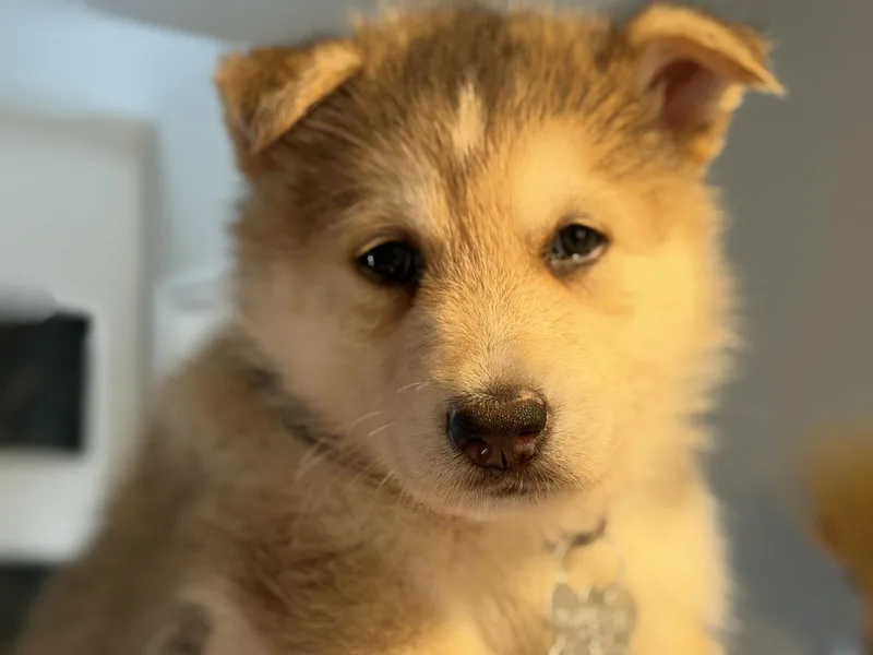 Koda thumbnail 2