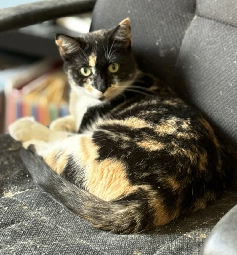 An adult medium-sized female Domestic Short Hair cat named Willow for adoption in Attalla, AL