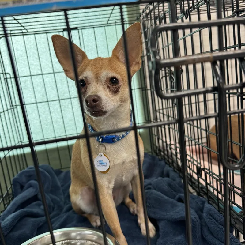 An adult small-sized male Yellow / Tan / Blond / Fawn Chihuahua dog named Teeco for adoption in Saint Charles, MO