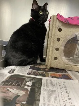 An adult large-sized female Domestic Short Hair cat named Scrappy for adoption in Daytona Beach, FL