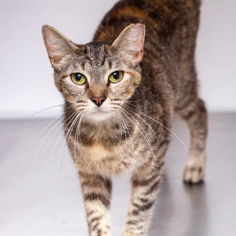 A young medium-sized female Brown / Chocolate Domestic Short Hair cat named Paria for adoption in Hattiesburg, MS