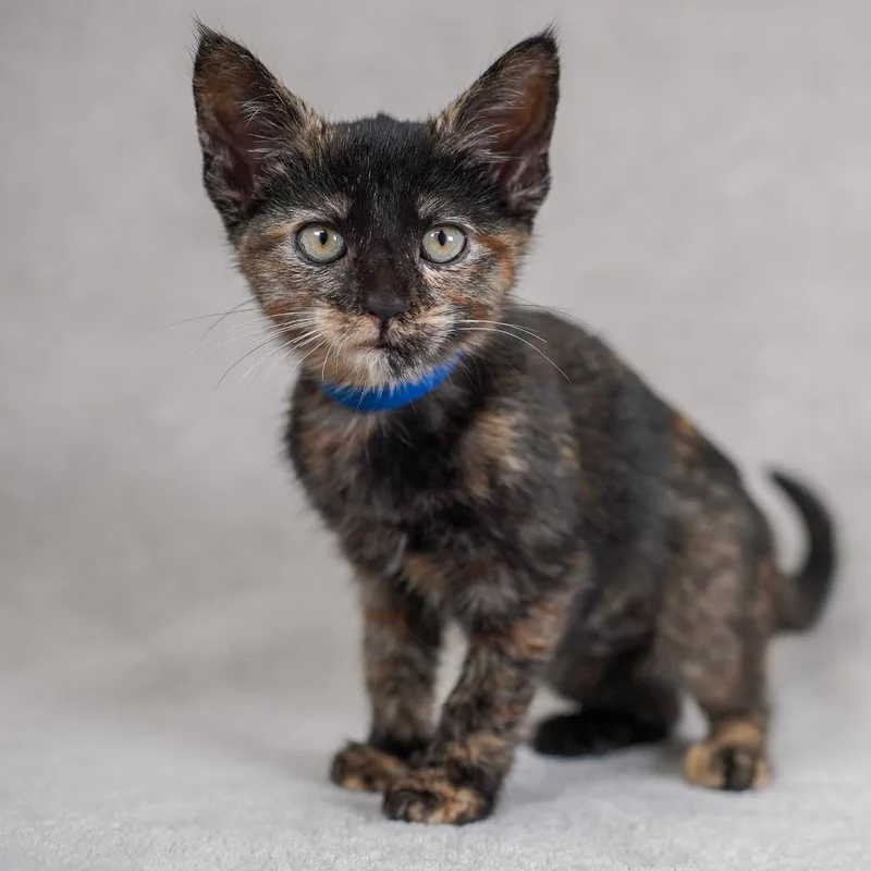 A baby small-sized female Tortoiseshell Domestic Short Hair cat named Sizzle for adoption in Sunnyvale, CA