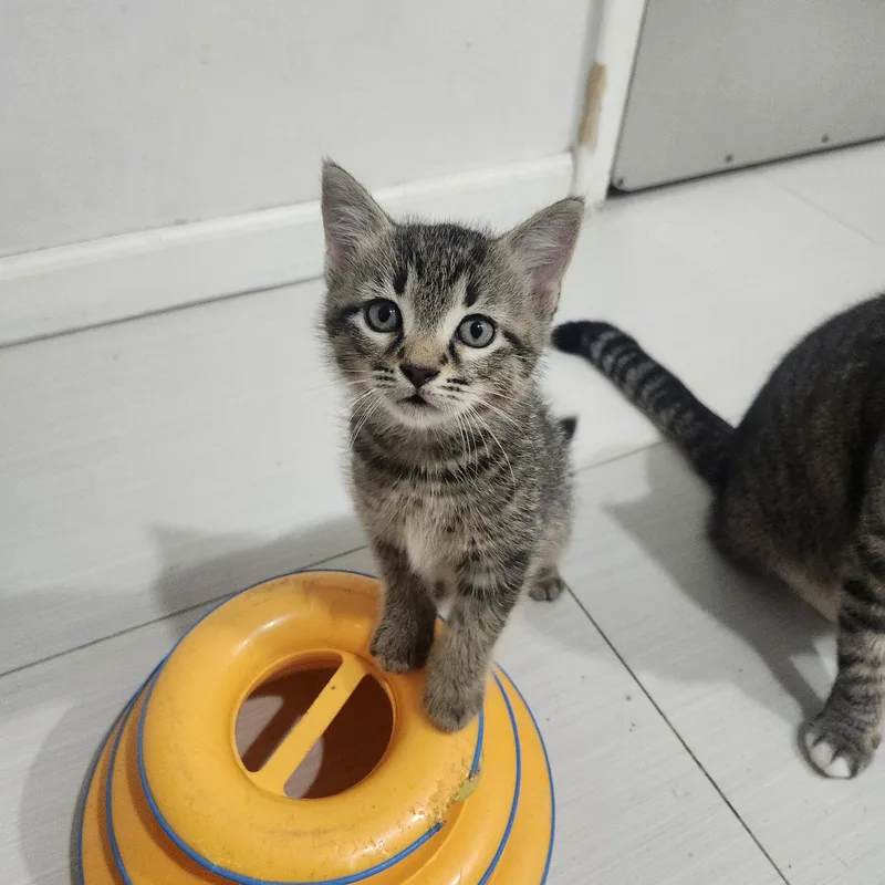 A baby small-sized male Domestic Medium Hair cat named Do & Re for adoption in Coconut Creek, FL