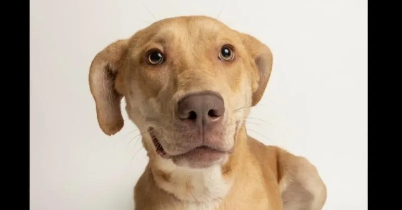 An adult medium-sized female Brown / Chocolate Labrador Retriever dog named Leona for adoption in Dallas, TX